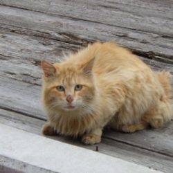 淡路じゃのひれフィッシングパーク 釣果