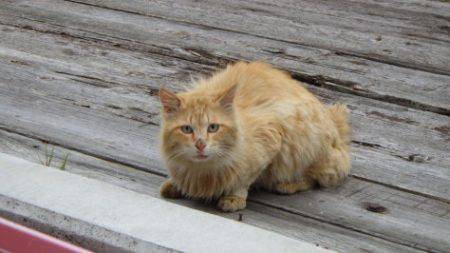 淡路じゃのひれフィッシングパーク 釣果