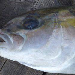 淡路じゃのひれフィッシングパーク 釣果