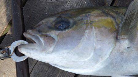 淡路じゃのひれフィッシングパーク 釣果