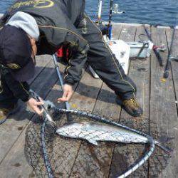 淡路じゃのひれフィッシングパーク 釣果