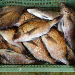 淡路じゃのひれフィッシングパーク 釣果