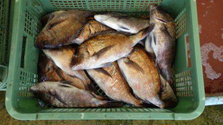 淡路じゃのひれフィッシングパーク 釣果