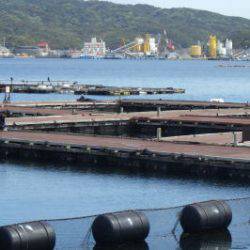 淡路じゃのひれフィッシングパーク 釣果