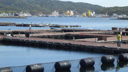 淡路じゃのひれフィッシングパーク 釣果