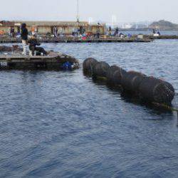 淡路じゃのひれフィッシングパーク 釣果