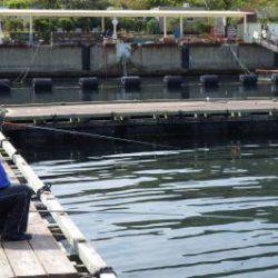 淡路じゃのひれフィッシングパーク 釣果