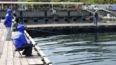 淡路じゃのひれフィッシングパーク 釣果