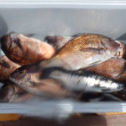 淡路じゃのひれフィッシングパーク 釣果