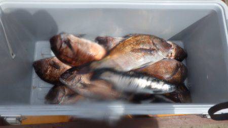 淡路じゃのひれフィッシングパーク 釣果