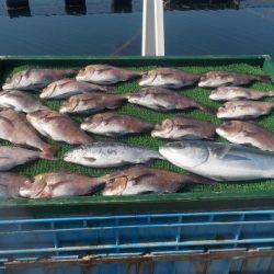 淡路じゃのひれフィッシングパーク 釣果