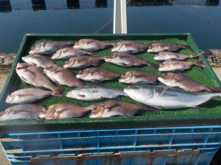 淡路じゃのひれフィッシングパーク 釣果