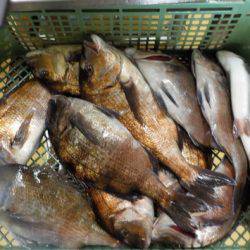 淡路じゃのひれフィッシングパーク 釣果