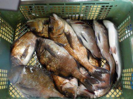 淡路じゃのひれフィッシングパーク 釣果