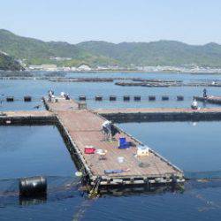 淡路じゃのひれフィッシングパーク 釣果