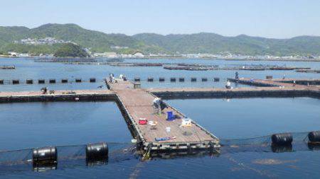 淡路じゃのひれフィッシングパーク 釣果