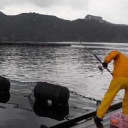 淡路じゃのひれフィッシングパーク 釣果