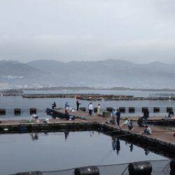 淡路じゃのひれフィッシングパーク 釣果