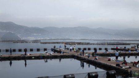 淡路じゃのひれフィッシングパーク 釣果