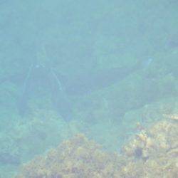 淡路じゃのひれフィッシングパーク 釣果