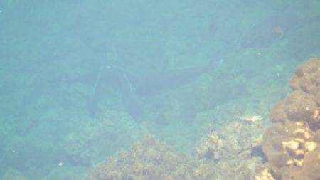 淡路じゃのひれフィッシングパーク 釣果