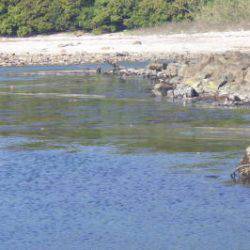 淡路じゃのひれフィッシングパーク 釣果
