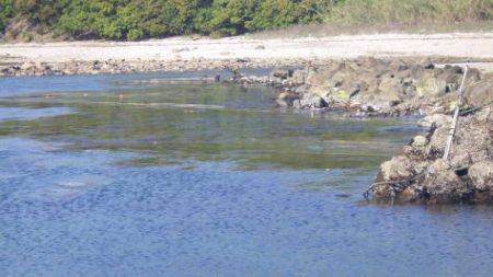 淡路じゃのひれフィッシングパーク 釣果