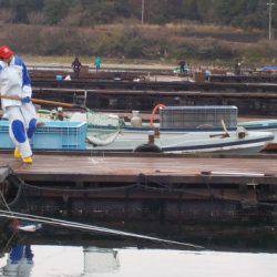 淡路じゃのひれフィッシングパーク 釣果