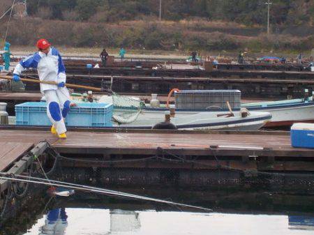 淡路じゃのひれフィッシングパーク 釣果