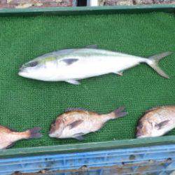 淡路じゃのひれフィッシングパーク 釣果