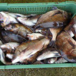 淡路じゃのひれフィッシングパーク 釣果