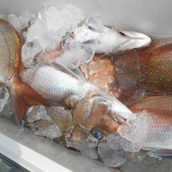 こうゆう丸 釣果