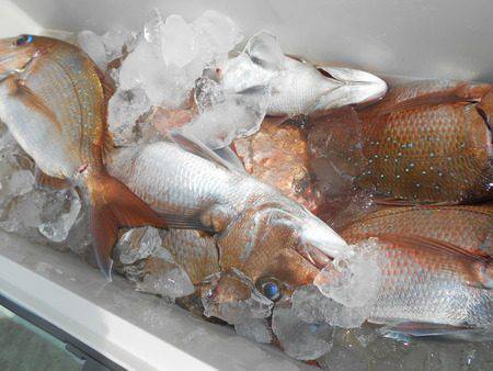 こうゆう丸 釣果