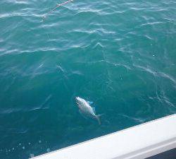 IDATEN（イダテン） 釣果