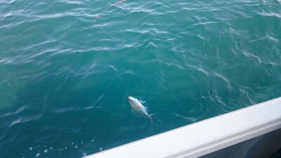 IDATEN（イダテン） 釣果