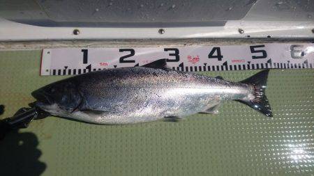 気仙沼　つり丸 釣果