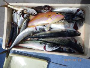 石川丸 釣果