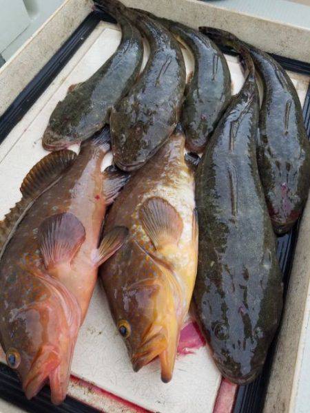 Magic(マジック) 釣果