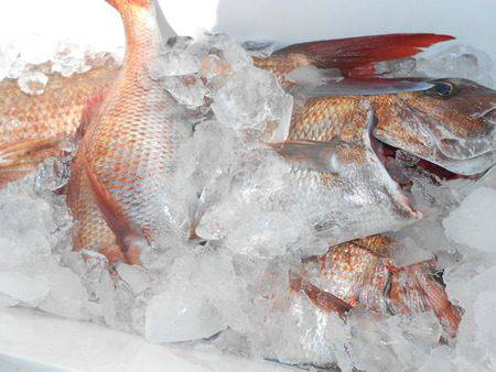 こうゆう丸 釣果