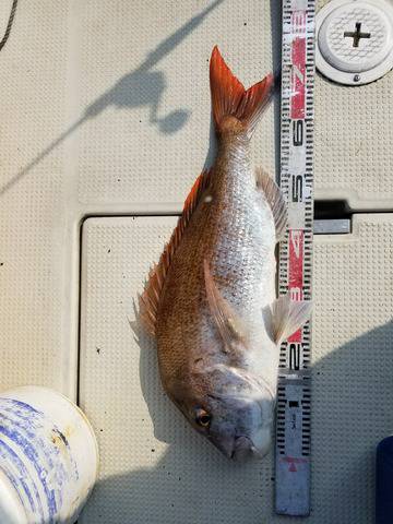 遊漁船　ニライカナイ 釣果