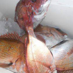 こうゆう丸 釣果