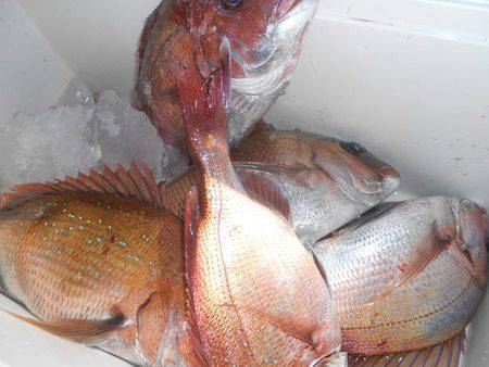 こうゆう丸 釣果