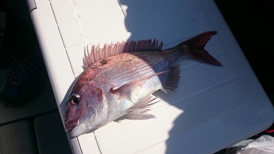 IDATEN（イダテン） 釣果