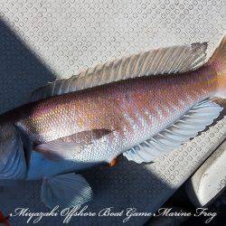 Marine Frog 釣果