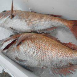 こうゆう丸 釣果