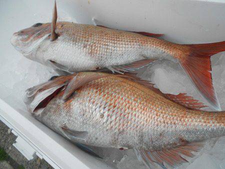 こうゆう丸 釣果