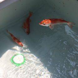 へいみつ丸 釣果