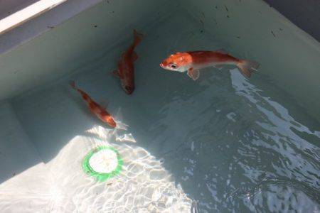 へいみつ丸 釣果