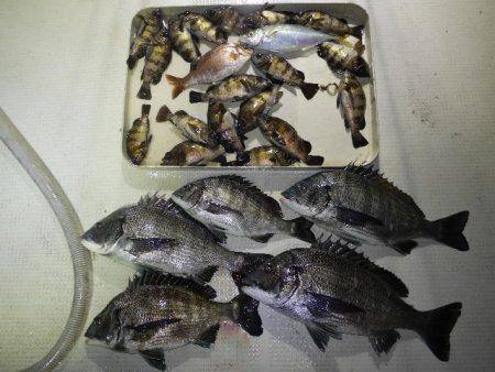 TOPGUN名古屋 釣果