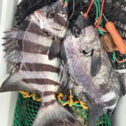 鵜来島家本渡船 釣果